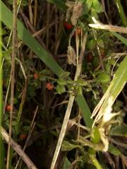 Galium hypocarpium