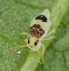 Deuterosminthurus bicinctus