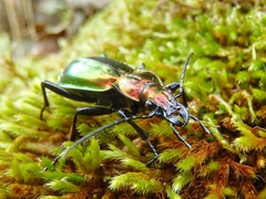 Carabus splendens