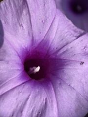 Ipomoea