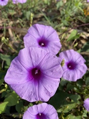 Ipomoea