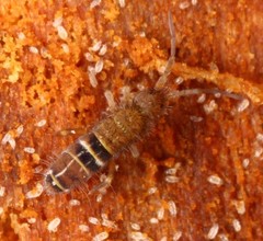 Orchesella bifasciata