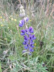 Lupinus pubescens