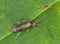 Pogonognathellus longicornis