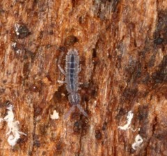 Pseudisotoma sensibilis