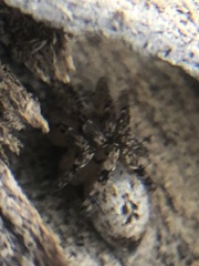 Araneae