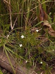 Arcytophyllum thymifolium