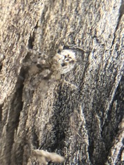 Araneae