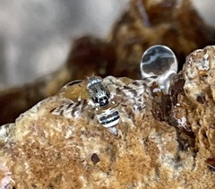 Pseudotephritina