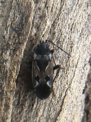 Rhyparochromus vulgaris