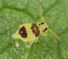 Deuterosminthurus bicinctus