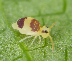 Deuterosminthurus bicinctus