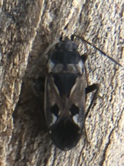 Rhyparochromus vulgaris