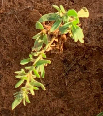 Calibrachoa parviflora