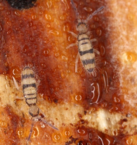 Entomobrya corticalis, photo 3 of 10