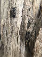 Rhyparochromus vulgaris