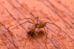Pholcidae
