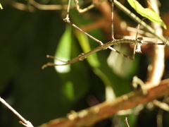 Heteronemia