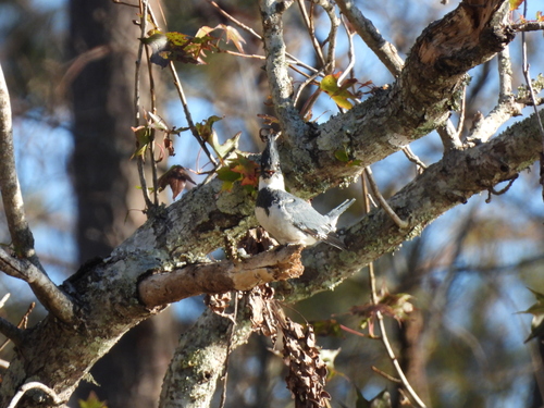 Belted Kingfisher photographed in Louisiana