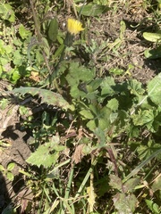 Sonchus oleraceus