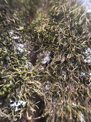 Bryophyta