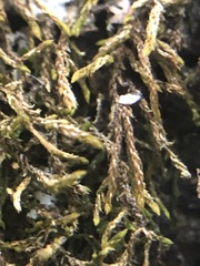 Bryophyta