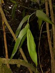 Elleanthus capitatus