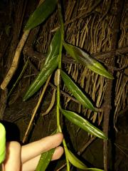 Epidendrum jamiesonis