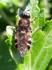 Stratiomys singularior