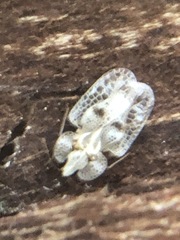 Corythucha ciliata