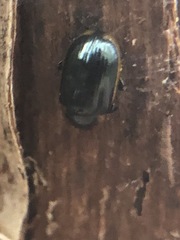 Coleoptera