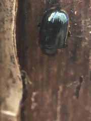 Coleoptera