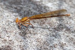 Metacnemis valida
