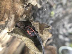 Pyrrhocoris apterus