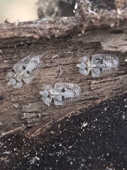 Corythucha ciliata