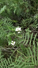 Lantana macropoda