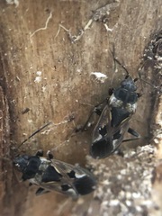 Rhyparochromus vulgaris