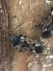 Rhyparochromus vulgaris