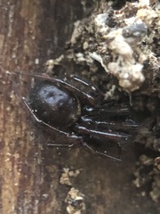 Steatoda