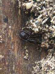 Steatoda