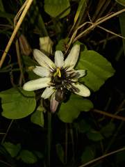 Passiflora andreana