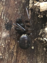 Steatoda