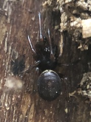 Steatoda