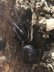 Steatoda