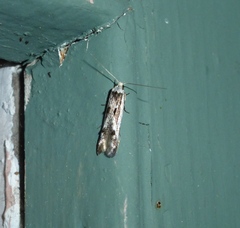 Blastodacna