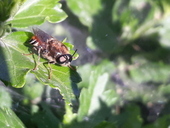 Stratiomys singularior