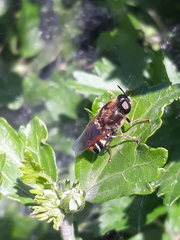 Stratiomys singularior