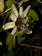 Passiflora andreana