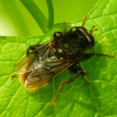 Criorhina ranunculi