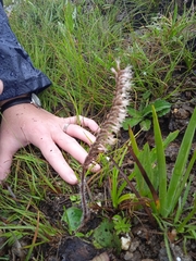 Holothrix scopularia